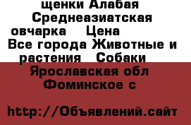 щенки Алабая (Среднеазиатская овчарка) › Цена ­ 15 000 - Все города Животные и растения » Собаки   . Ярославская обл.,Фоминское с.